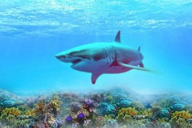 海洋介紹短視頻教程_海底兩萬里第三章主要內(nèi)容
