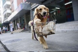 如何拍狗狗短視頻教程_狗狗什么地方很喜歡被人摸