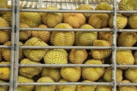 剝榴蓮短視頻教程_榴蓮為什么不能生切