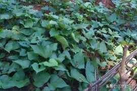 如何認(rèn)識(shí)短視頻教程_快手上的電影短視頻是怎么來的