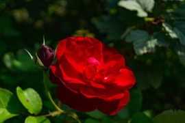 抖音評論送玫瑰花一般送幾朵？必看含義解析與隱藏規(guī)則