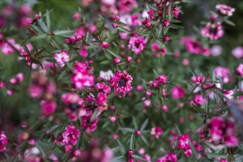 葉子怎么拍短視頻教程_植樹(shù)節(jié)怎么拍好植樹(shù)