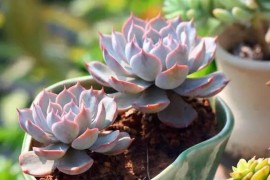 618淘寶短視頻教程_天貓618集齊30等級的貓貓