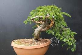 盆景短視頻教程_用野生枸杞樹樁怎樣才能做成既美觀又漂亮的盆景