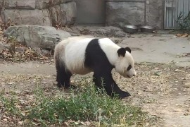 如何拍攝狗狗短視頻教程有沒有適合狗狗視頻的背景音樂可以推薦