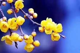 抖音賺錢模式下載安裝包在哪_抖音視頻與自媒體視頻有什么區(qū)別