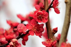 西方短視頻教程新手_如何給初學(xué)者講解中國(guó)象棋