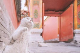 拍貓短視頻教程_貓用爪子拍人的手是甚么意思