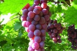 中國葡萄短視頻教程全集5月份葡萄樹怎樣修剪