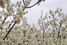 看櫻花舞蹈短視頻教程_廣東清遠有什么旅游的景點