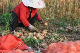 挖洋蔥短視頻教程全集_在農(nóng)村種洋蔥好管理嗎