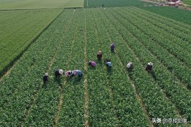 手編短視頻教程_干棕繩怎么處理