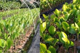 嫁接菠蘿蜜短視頻教程_菠蘿蜜樹要幾年才會(huì)結(jié)果