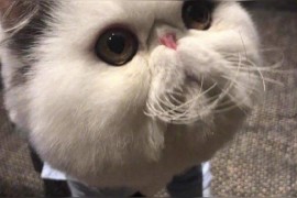 抖音賺錢機(jī)會(huì)多嗎_抖音玩貓眼視頻怎么賺錢