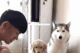 抖音里照片一張一張翻怎么做_抖音西葫蘆切條做法