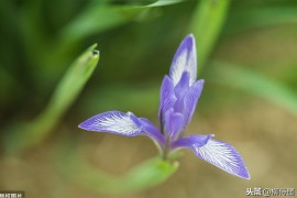 怎么拍蘭花短視頻教程花卉延時(shí)攝影時(shí)間設(shè)置