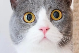 拍段子搞笑短視頻教程（本人想在自媒體視頻拍語言性搞笑段子，請各位大神有什么創(chuàng)作推薦）