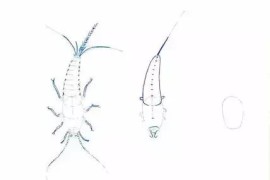 昆蟲簡(jiǎn)筆畫短視頻教程_昆蟲記圣甲蟲畫法