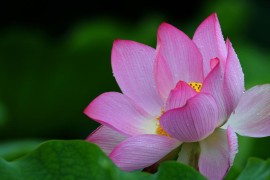 如何拍荷花短視頻教程_中午如何拍荷花