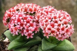 多肉開花短視頻教程_多肉屁股多久才能開花
