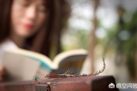 短視頻教程哪個(gè)最好做_你們平時(shí)都用哪些視頻剪輯軟件