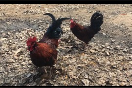 抖音賺錢免費(fèi)下載是真的嗎安全嗎_猜成語(yǔ)賺幾千塊的廣告是真的嗎