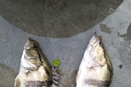 釣鱖魚(yú)短視頻教程_直柄多長(zhǎng)釣鱖魚(yú)最合適