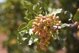 開心果短視頻教程_上幼兒園是放一個(gè)班級(jí)好還是分班好