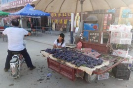 賣葡萄短視頻教程全集_單賣一種水果賣什么