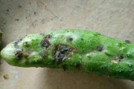 黃瓜綜合短視頻教程_如何防治黃瓜軟腐病