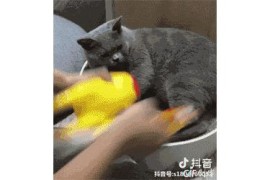 有貓的抖音短視頻教程_抖音廣告七貓小說跳舞視頻哪里找