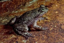 克隆動(dòng)物的短視頻教程_克隆牛過(guò)程