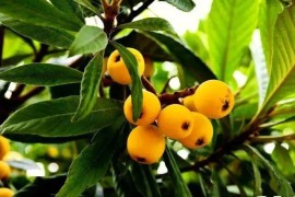 鐵菠蘿短視頻教程_菠蘿可以泡海參嗎