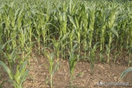 為什么定向流量消耗不了_螞蟻寶卡今日頭條免流一直扣流量