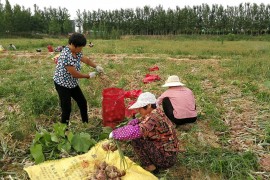 挖洋蔥短視頻教程大全_北方地區(qū)幾月份開始種地膜洋蔥