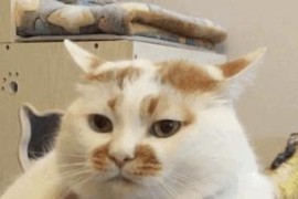 抖音視頻說話的怎么拍_怎樣設(shè)置抖音里的憨憨的人的聲音