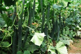小瓜剪短視頻教程_大家有什么最想吃的美食嗎