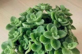 植物大全短視頻教程_有什么冷門但好用的軟件呢