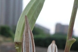 秋葵花短視頻教程_秋葵的花語(yǔ)是高雅