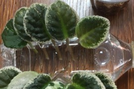 自制安全短視頻教程_如何在手機(jī)上制作二維碼