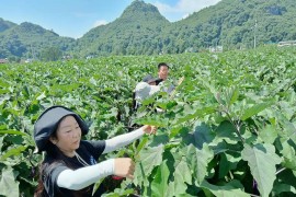 破解版茄子短視頻教程_有哪些好用的軟件值得推薦