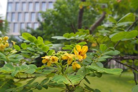 花草拍攝短視頻教程_怎么用手機(jī)拍出驚艷朋友圈的花卉照片