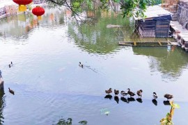 抖音支架短視頻教程大全抖音里他們錄的視頻畫(huà)面都特別清楚的