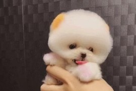 茶杯狗短視頻教程_閑魚是不是真的能領(lǐng)茶杯狗