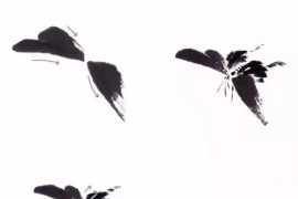 怎么畫蝴蝶短視頻教程_展示蝴蝶的生命過程的方法