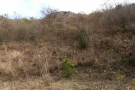 農(nóng)村拍攝短視頻教程_年輕人回農(nóng)村可以靠什么賺錢