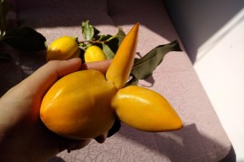 開(kāi)花的短視頻教程_拍美景拍人影拍小視頻