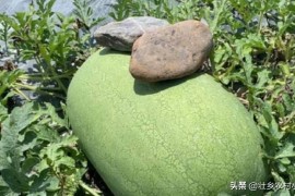 西瓜種植短視頻教程_西瓜種植10大步驟