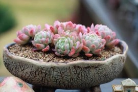 挑棉簽短視頻教程_光驅(qū)挑碟怎么辦啊