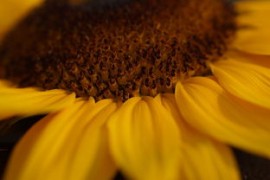 抖音保衛(wèi)向日葵無限鉆石獲取攻略：免費(fèi)解鎖秘籍大公開